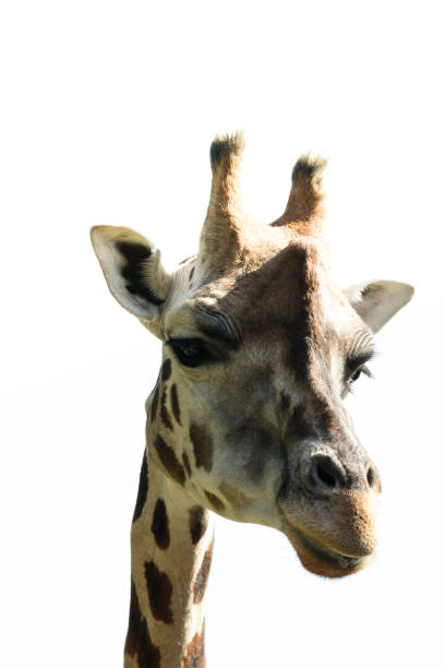 istock portrait of giraffe with bright white background - white space 1155016404