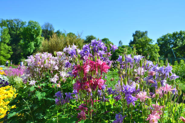 Colorful pastel columbines flowers. Colorful pastel columbines flowers growing in the garden. columbine stock pictures, royalty-free photos & images