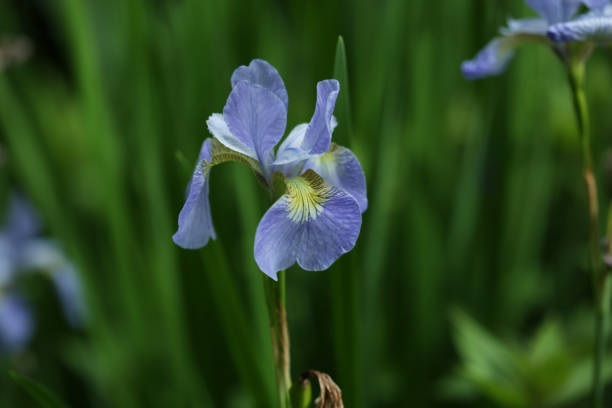 istock Blue and Yellow Irises in Canada 1155017195