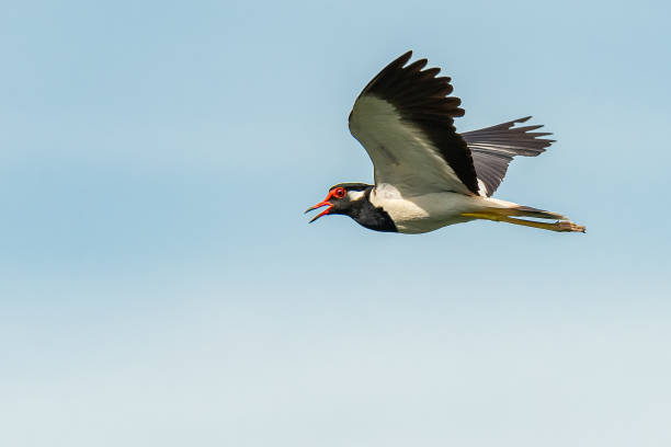 istock Red-Wattled Lapwing in flight with blue sky  background 1155017600