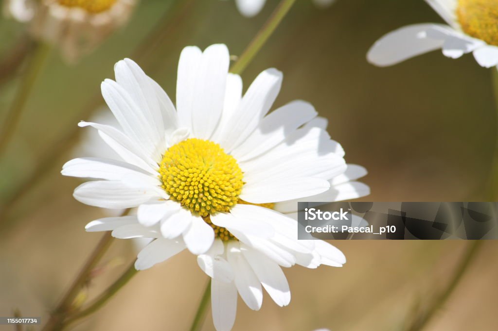 Daisy Villars-Les-Dombes, France - May 30, 2019: Photography that is showing a daisy 2019 Stock Photo