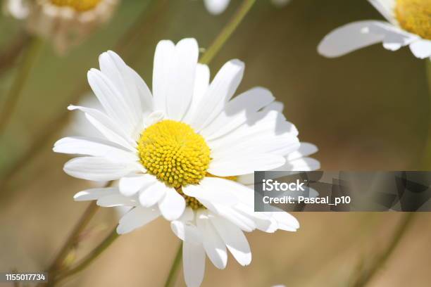 Daisy Stock Photo - Download Image Now - 2019, Auvergne-Rhône-Alpes, Beauty In Nature