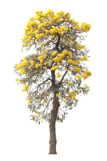 istock isolated tabebuia golden yellow flower blossom tree on white background for graphic design purpose 1155017987