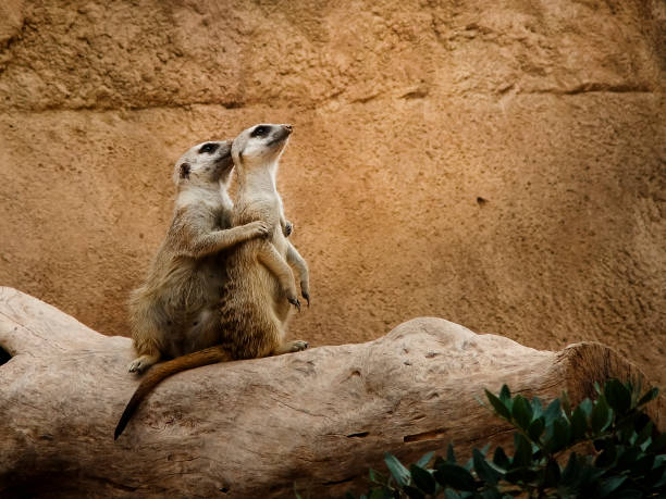 Two meerkats stand alert and watchful in a sandy habitat, surrounded by a tree trunk and desert plants.  Their posture suggests a vigilant watch for potential predators.  The warm colors and sandy environment contribute to a sense of peacefulness and the beauty of the African savanna.