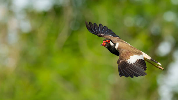 istock Red-Wattled Lapwing in flight with blur green tree  background 1155018884
