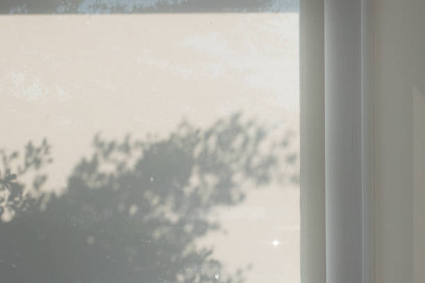 istock Abstract shadow background of leaves and branch tree from window curtain texture. 1155019287