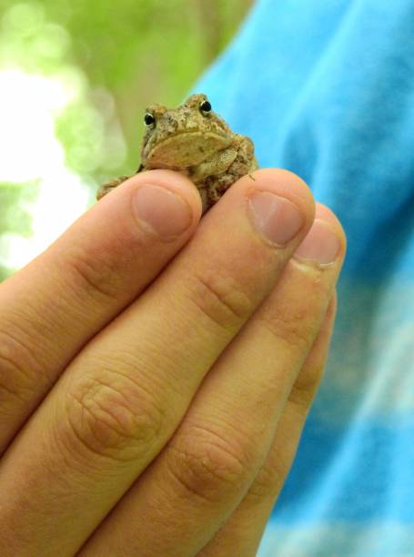 istock Closeup of small American Toad being held in someone's hand 1155019305