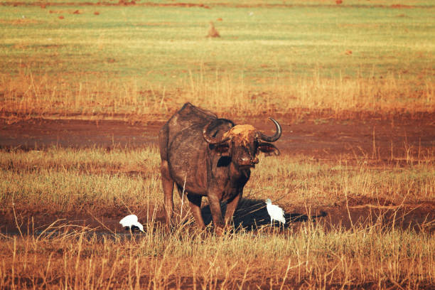 African Buffalo standing in the grasslands around Lake Kariba in Zimbabwe. Some yellow billed egrets , and an oxpecker on his nose.