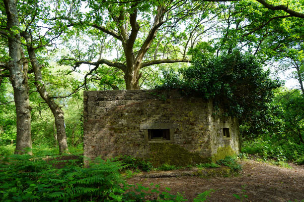 istock Old overgrown pillbox in the woodland 1155020645