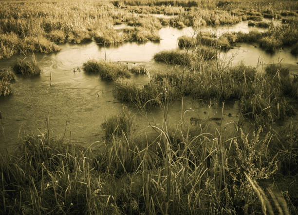 Cattail in the morning light