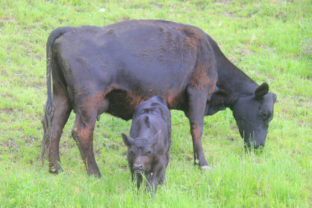 istock calf with cow in the meadow 1155022188