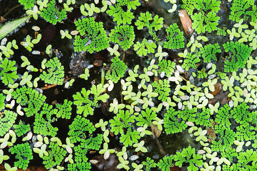 Closeup green water plants using as background concept