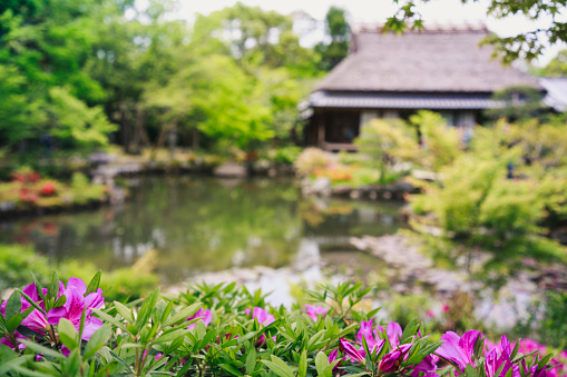 Blooming azaleas in a scenery of Japanese garden. Japan