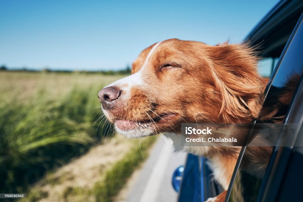 Dog travel by car Dog travel by car. Nova Scotia Duck Tolling Retriever enjoying road trip. Dog Stock Photo