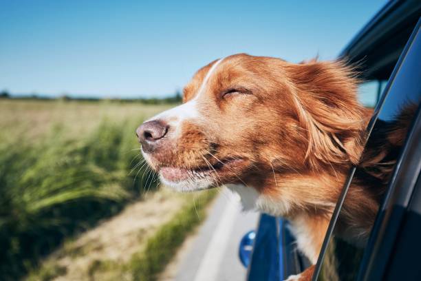 Dog travel by car Dog travel by car. Nova Scotia Duck Tolling Retriever enjoying road trip. happy day stock pictures, royalty-free photos & images