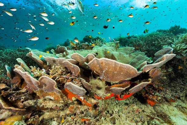 récif parfait dans le triangle de corail, le poisson et le paradis du corail raja ampat, indonésie - crinoid photos et images de collection