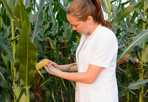Biotechnology engineer examining plant of corn for disease.
