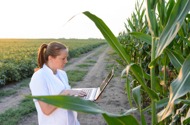 istock Biotechnology engineer examining plant of corn for disease. 1155031358