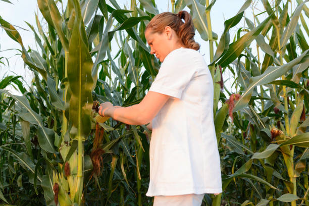 istock Female agronomist inspecting corn cob in corn field 1155031374