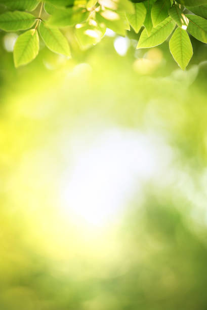 istock Background nature green leaf on blurred greenery in forest with copy space. 1155031582