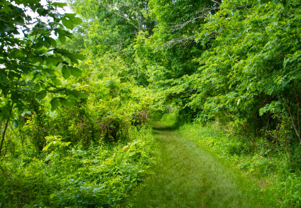 Beautiful pathway into dense forest full of lush greenery