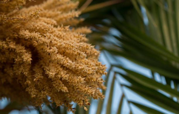Inflorescence on a palm tree close-up. Selective focus.