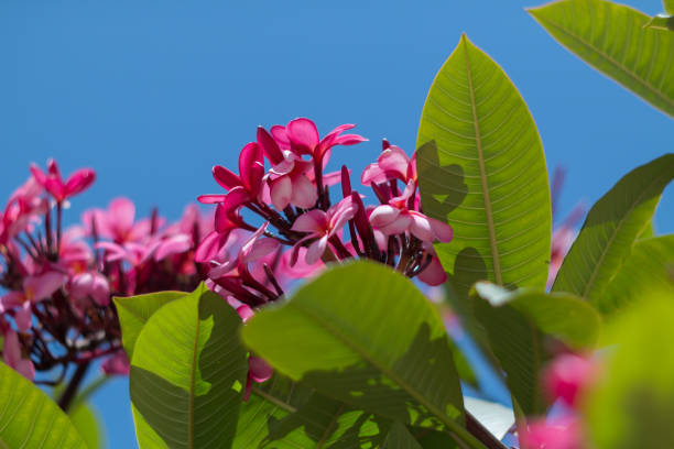 istock Plumeria pink blooms close-up. Selective focus 1155033727
