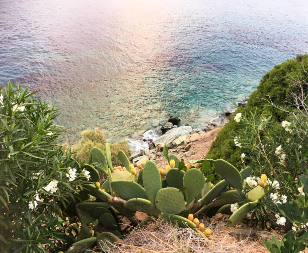 istock Cacti and flowers by the sea 1155034156