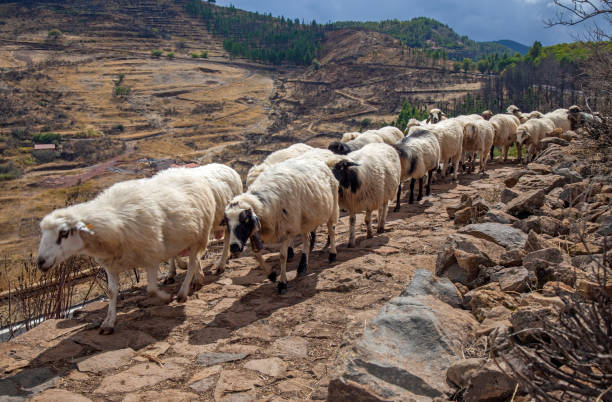 istock flock of sheep moving between pastures 1155035551