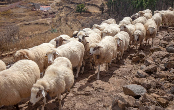 istock flock of sheep moving between pastures 1155036091