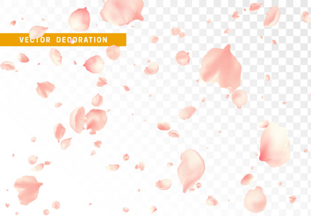 illustrazioni stock, clip art, cartoni animati e icone di tendenza di petali di fiori rosa volano girando isolati su sfondo trasparente. - petalo di rosa
