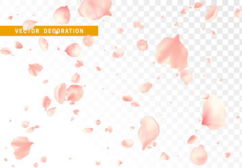 Pink flower petals are flying circling isolated on transparent background