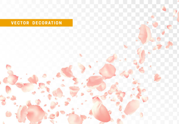 ilustraciones, imágenes clip art, dibujos animados e iconos de stock de pétalos de flores rosas están volando en círculos aislados sobre fondo transparente. - hojas volar eps