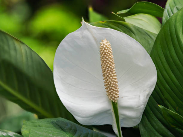 Peace Lily Houseplant White with Green Leaf Background A Spring time view of Peace Lily Houseplant. Is a white flower with green leaves background. Has good depth of field for the flower and leaves. peace lily photos stock pictures, royalty-free photos & images