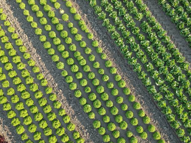 salatfeld - lollo bionda lettuce imagens e fotografias de stock