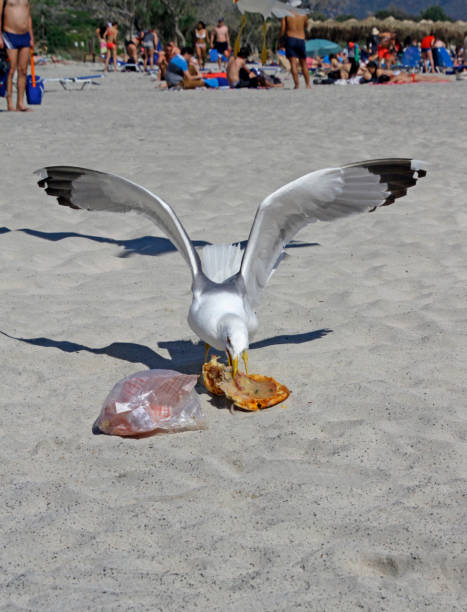 istock Seagull and pizza in Elafonisi, Crete 1155040538