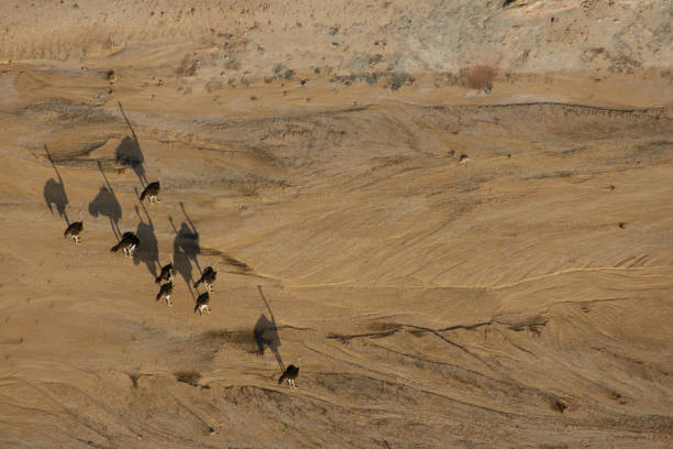 istock Ostriches on the Namib From Above 1155040721