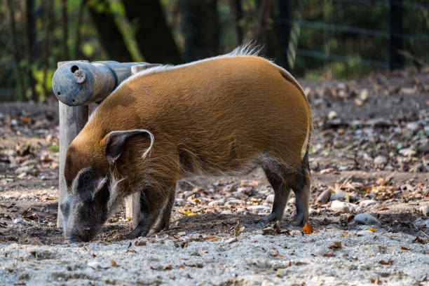 istock Red river hog, Potamochoerus porcus, also known as the bush pig. 1155041343