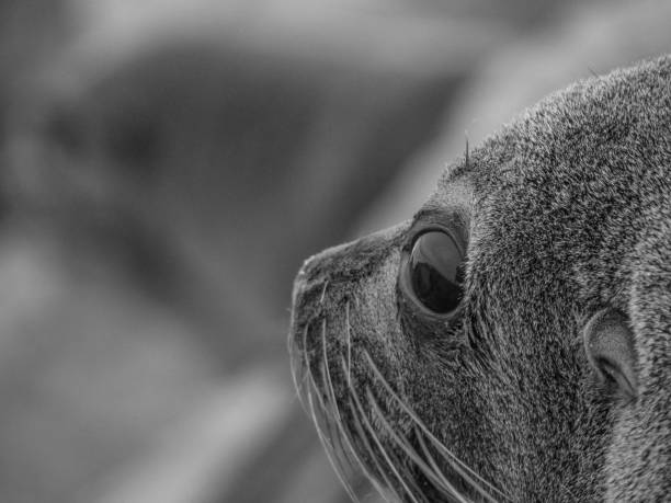 istock A sealion haed in black and white 1155041772