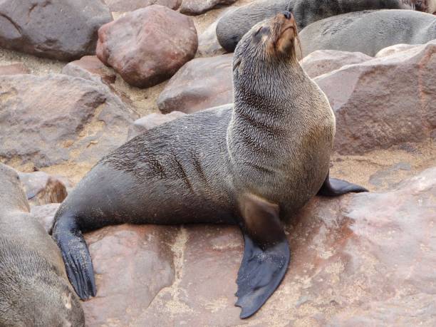 istock Sunbathing sealion at cape cross, namibia 1155041784