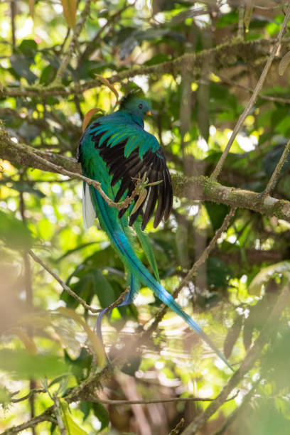 istock Resplendent quetzal 1155041915
