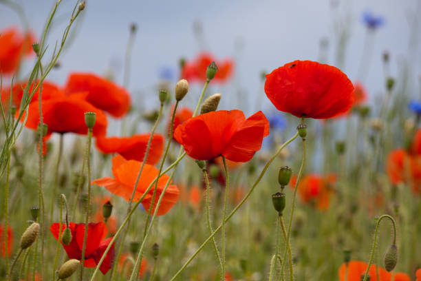 istock Field of poppies 1155043306