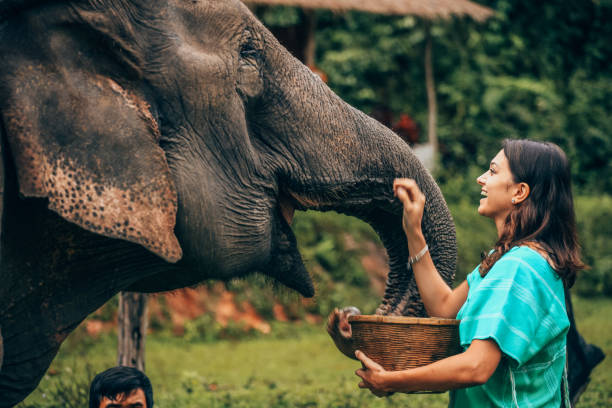 Girl having fun with elephants at Patara Elephant Farm, Chiang Mai, Thailand Elephants, Thailand. indian elephant photos stock pictures, royalty-free photos & images