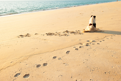 Rear view of happy dog enjoying on the sunset beach, dog footprints on golden sand beach, seascape on summer dusk. Tai Muang, Phang Nga, Thailand.