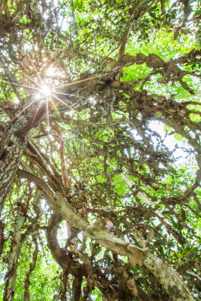 istock Magical old cactus tree in evergreen primeval forest. 1155045676
