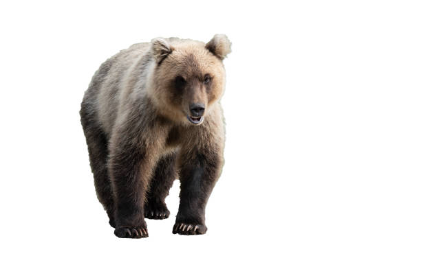 Terrible wild brown bear walking and looking. Isolated on white background stock photo