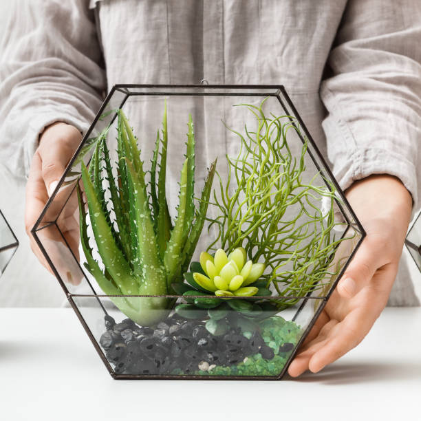 istock Woman holding glass florarium 1155046023