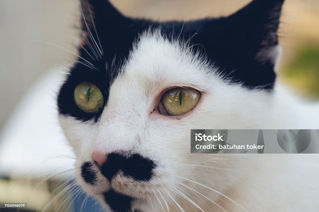 Kucing Hitam Dan Putih Closeup Foto Stok - Unduh Gambar Sekarang