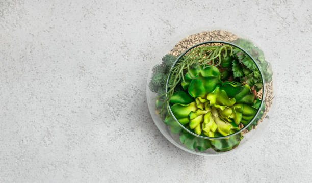 Florarium with succulents on concrete background, top view, copy space