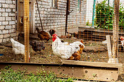 A chickens and a rooster in a chicken coop on a farm. This rural life scene on a farm the chickens and a rooster hunting for worms in their pen. Also other produce in their eating area.
